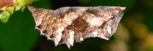 Pupae